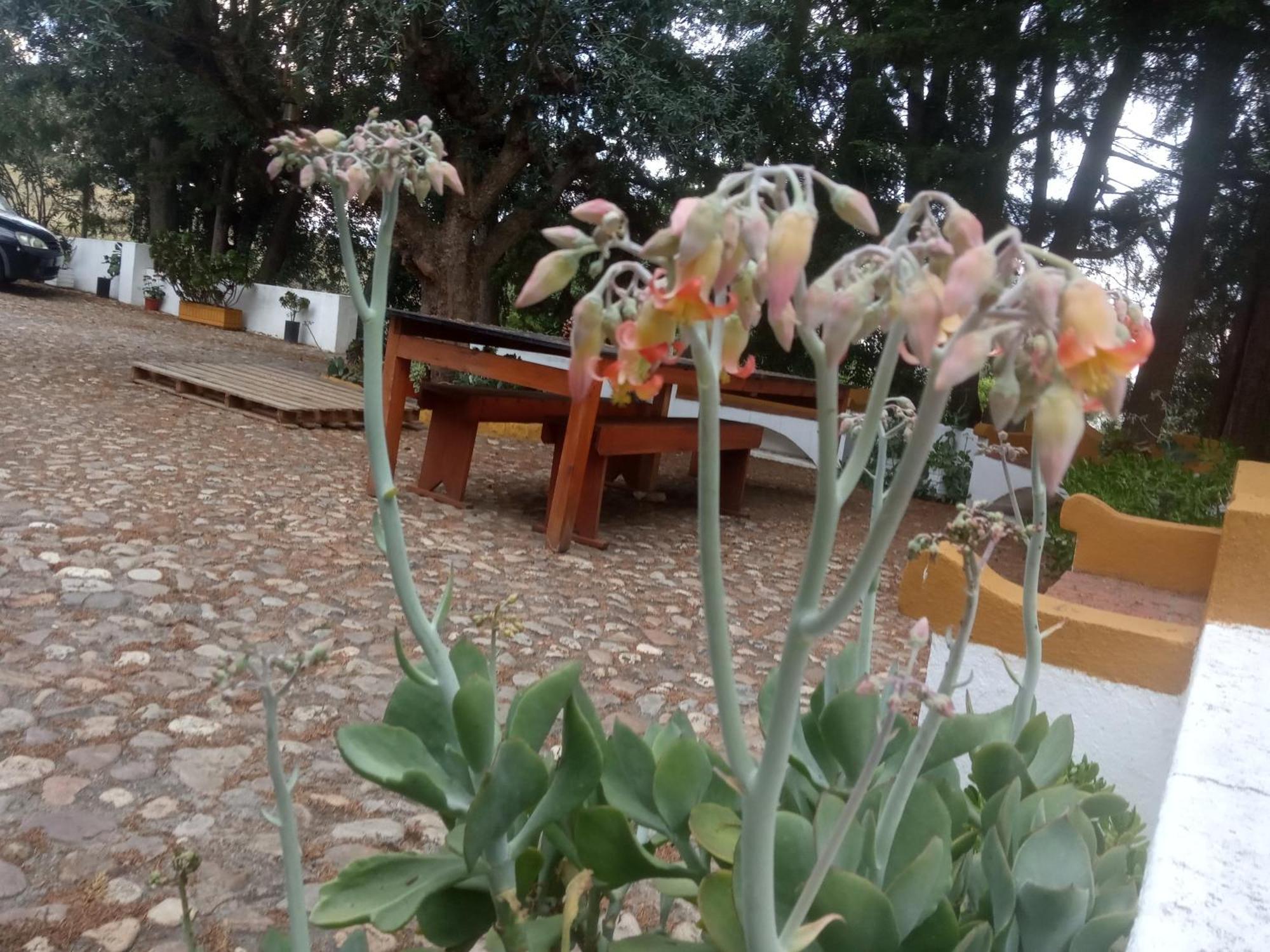 Monte Da Samarra Villa Avis Dış mekan fotoğraf