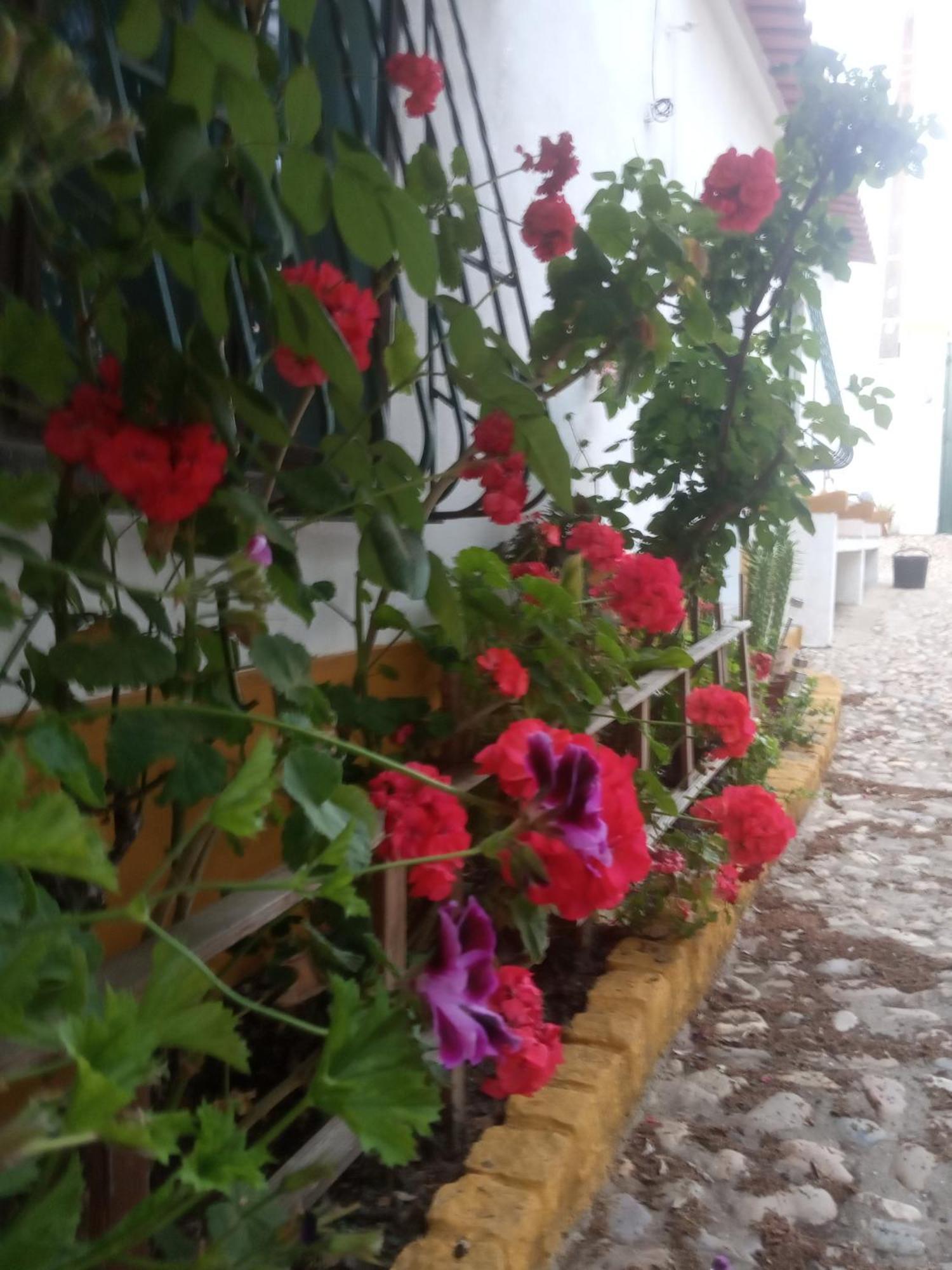 Monte Da Samarra Villa Avis Dış mekan fotoğraf